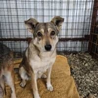 Hanne und Marianne, female 6yo Mixed Breed for adoption at Spitz und Pawtners e.V.