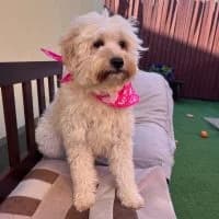 Happy, female 4yo Mixed Breed for adoption at Spitz und Pawtners e.V.