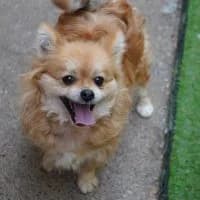 Hazel, female young Mixed Breed for adoption at Spitz und Pawtners e.V.