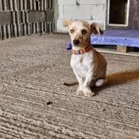 Henry, male 3yo Mixed Breed for adoption at Spitz und Pawtners e.V.
