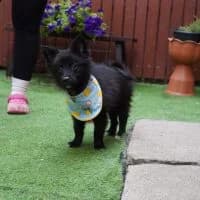 Holló, male puppy Mixed Breed for adoption at Spitz und Pawtners e.V.