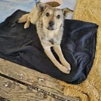 Holly - PS in 49134 Wallenhorst, female young Mixed Breed for adoption at Spitz und Pawtners e.V.