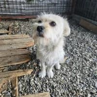 Rico, male young Mixed Breed for adoption at Spitz und Pawtners e.V.