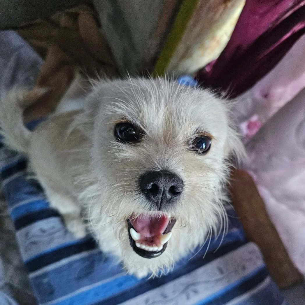 Rico, male young Mixed Breed for adoption at Spitz und Pawtners e.V.