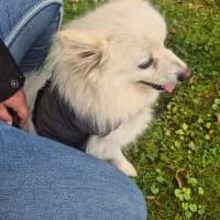 Hugo(D) - PS in 53844 Troisdorf, male 7yo Mixed Breed for adoption at Spitz und Pawtners e.V.