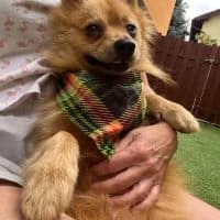 Hugo(U), male young Mixed Breed for adoption at Spitz und Pawtners e.V.