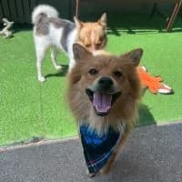 James, male young Mixed Breed for adoption at Spitz und Pawtners e.V.
