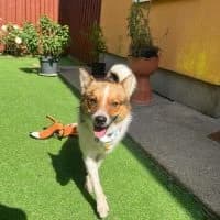 Jerry, male young Mixed Breed for adoption at Spitz und Pawtners e.V.