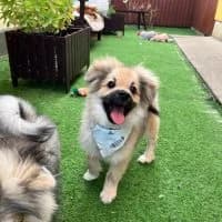 Kaito, male puppy Mixed Breed for adoption at Spitz und Pawtners e.V.