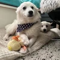 Karl, male young Mixed Breed for adoption at Spitz und Pawtners e.V.