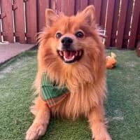 Kingsley - PS in 91710 Gunzenhausen, male 4yo Mixed Breed for adoption at Spitz und Pawtners e.V.