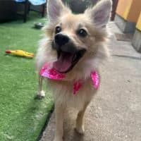 Kira, female young Mixed Breed for adoption at Spitz und Pawtners e.V.
