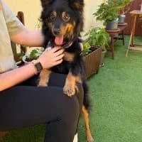 Koda, male young Mixed Breed for adoption at Spitz und Pawtners e.V.