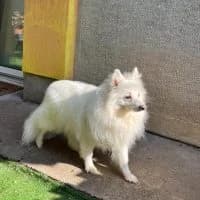 Lilien, female senior Mixed Breed for adoption at Spitz und Pawtners e.V.