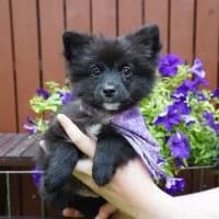 Lilo, female puppy Mixed Breed for adoption at Spitz und Pawtners e.V.