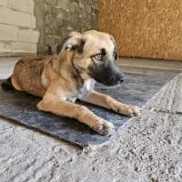 Linda, female puppy Mixed Breed for adoption at Spitz und Pawtners e.V.