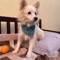 Linus, male 5yo Mixed Breed for adoption at Spitz und Pawtners e.V.