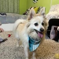 Lio - PS in 76227 Karlsruhe, male 7yo Mixed Breed for adoption at Spitz und Pawtners e.V.