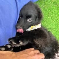 Lio, male puppy Mixed Breed for adoption at Spitz und Pawtners e.V.