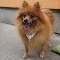 Lisza, female 7yo Mixed Breed for adoption at Spitz und Pawtners e.V.