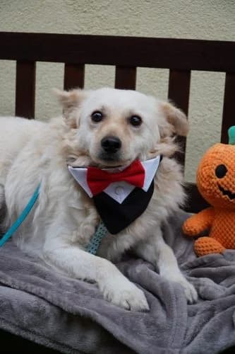 Lukas, male 4yo Mixed Breed for adoption at Spitz und Pawtners e.V.