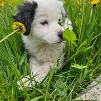 Lulu - PS in 37181 Hardegsen, female puppy Mixed Breed for adoption at Spitz und Pawtners e.V.