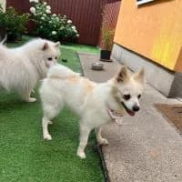 Luna, female young Mixed Breed for adoption at Spitz und Pawtners e.V.