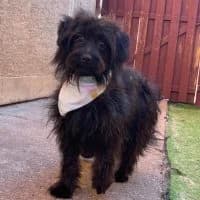 Luna, female young Mixed Breed for adoption at Spitz und Pawtners e.V.