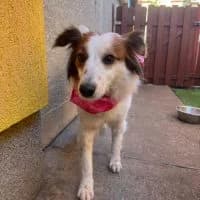 Malia, female young Mixed Breed for adoption at Spitz und Pawtners e.V.