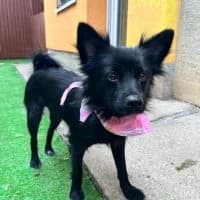 Mara, female young Mixed Breed for adoption at Spitz und Pawtners e.V.