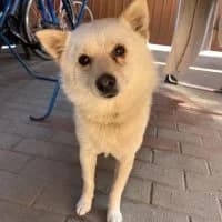 Matti, male 3yo Mixed Breed for adoption at Spitz und Pawtners e.V.