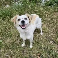 Maya, female young Mixed Breed for adoption at Spitz und Pawtners e.V.