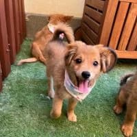 Merle, merle female puppy Mixed Breed for adoption at Spitz und Pawtners e.V.