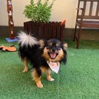 Miho, female young Mixed Breed for adoption at Spitz und Pawtners e.V.