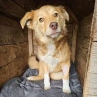 Mila, female young Mixed Breed for adoption at Spitz und Pawtners e.V.