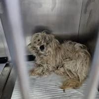 Milio, male young Mixed Breed for adoption at Spitz und Pawtners e.V.