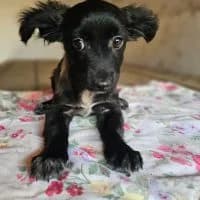 Milli, female puppy Mixed Breed for adoption at Spitz und Pawtners e.V.
