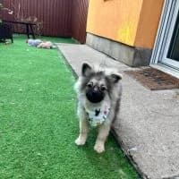 Muffin, male puppy Mixed Breed for adoption at Spitz und Pawtners e.V.