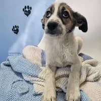 Nala - PS in 88662 Überlingen, female puppy Mixed Breed for adoption at Spitz und Pawtners e.V.
