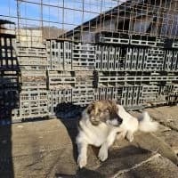 Naya, female young Mixed Breed for adoption at Spitz und Pawtners e.V.
