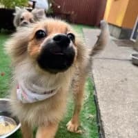 Neila, female puppy Mixed Breed for adoption at Spitz und Pawtners e.V.