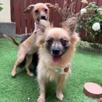 Nessi, female 7yo Mixed Breed for adoption at Spitz und Pawtners e.V.