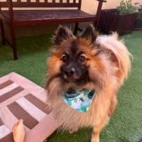 Nimo, male young Mixed Breed for adoption at Spitz und Pawtners e.V.