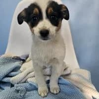 Niya - PS in 88662 Γberlingen, female puppy Mixed Breed for adoption at Spitz und Pawtners e.V.