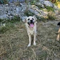 Olga - PS in 01217 Dresden, female 6yo Mixed Breed for adoption at Spitz und Pawtners e.V.