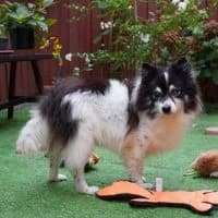 Oreo - PS in 22391 Hamburg, male senior Mixed Breed for adoption at Spitz und Pawtners e.V.
