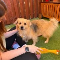 Oskar PS in 67688 Rodenbach, male young Mixed Breed for adoption at Spitz und Pawtners e.V.