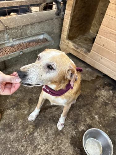 Otto - PS in 74255 Roigheim, male senior Mixed Breed for adoption at Spitz und Pawtners e.V.