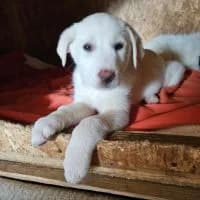 Pearl, female puppy Mixed Breed for adoption at Spitz und Pawtners e.V.