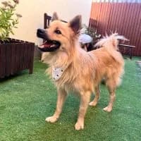 Pepe, male young Mixed Breed for adoption at Spitz und Pawtners e.V.
